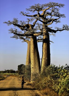 Africa Madagascar